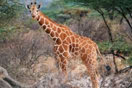 Reticulated Giraffe in Samburu National Reserve 