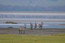 Zebra at lake in Ngorongoro crater 