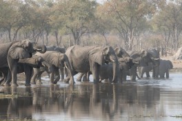 Elephants in Moremi 