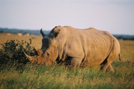 Khama Rhino in Botswana 