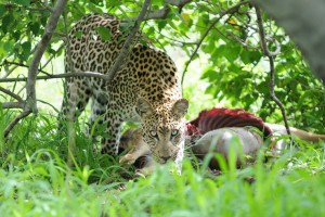 Leopard in Moremi Game Reserve by Bruce Taylor