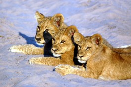 Savuti Lion cubs in Botswana 