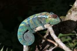 Madagascar Chameleon 