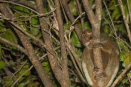 Lemur in Andasibe 