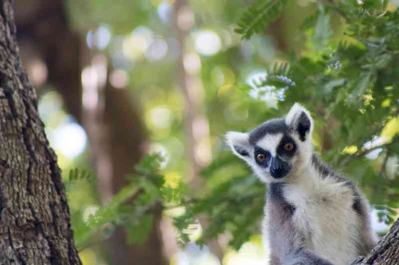 Andasibe Lemur
