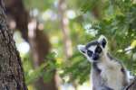 Andasibe Lemur 