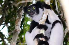 Lemurs Madagascar 