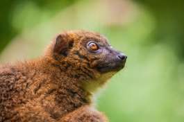 Bamboo Lemur Madagascar 