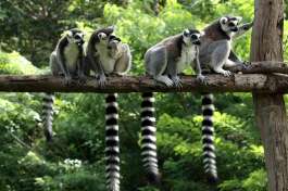 Lemurs Madagascar 