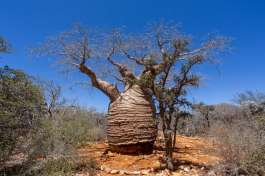 Grandmother fony baobab, Tsimanampetsotsa national park. madagascar 
