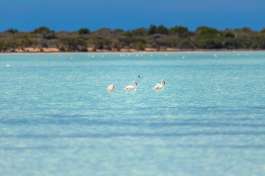 Greater flamingo, Tsimanampetsotsa nature reserve 