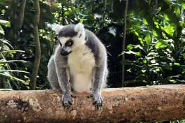 Ring tailed lemur Tsimanampetsotsa nature reserve, in Madagascar 