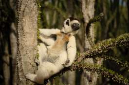Verreauxs sifaka on spiny tree 