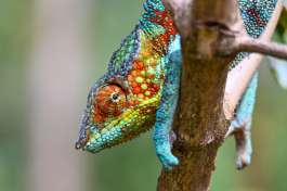Chameleon furcifer pardalis, Andasibe Madagascar 