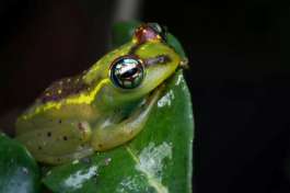 Frog in Andasibe Madagascar 