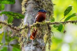 Madagascar - Andasibe national park Birdlife 