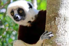 Madagascar - andasibe national park  