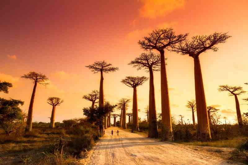 Baobab alley madagascar