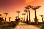 Baobab alley madagascar 