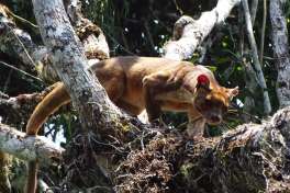Fossa in Kirindy mitea national park 