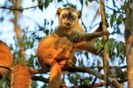 Kirindy Forest Lemur - Madagascar 