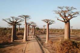 Morondava Baobab Avenue - Madagascar 