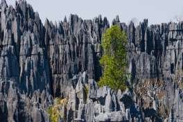 Tsingy Landscape Madagascar 