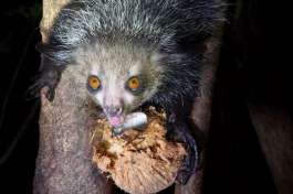Aye-aye 