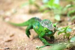 Chameleon 