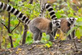 Ring-tailed lemurs 