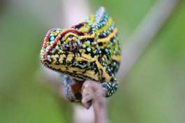 Chameleon 