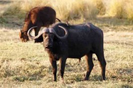 Buffalo in Chobe Park 