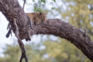 Moremi leopard