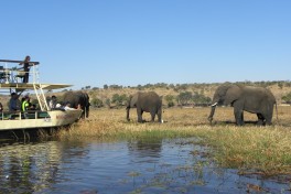 Chobe River cruise 
