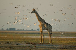Chobe Giraffe Botswana 