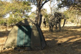 Moremi campsite 
