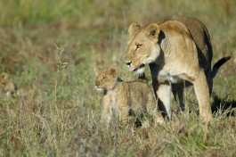 Moremi lioness and cub Botswana 
