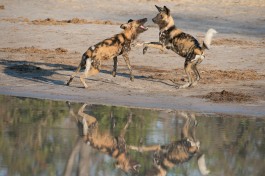 Moremi wild dogs 