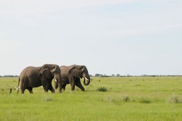 Savuti Elephants Botswana 