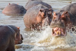 Luangwa hippos  by Richard Toller