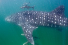 Whaleshark  by Tchami