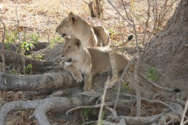 Luangwa lions  by Erica Hayton