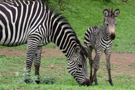 Luangwa zebras  by yeowatzup