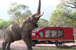 Safari vehicle 