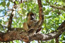 Baboon in Moremi, Botswana 