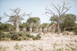 Giraffe herd in Savuti, Botswana 