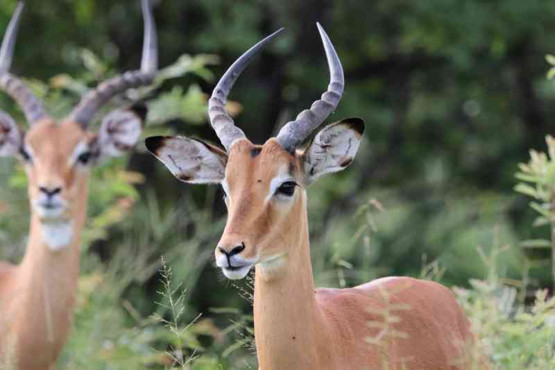 Impala greater Moremi, Botswana