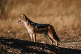 Jackal in Chobe, Botswana 