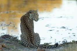 Leopard in Khwai area, Botswana 
