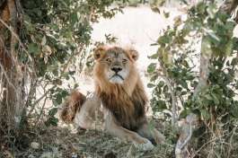Lion in Chobe, Botswana 